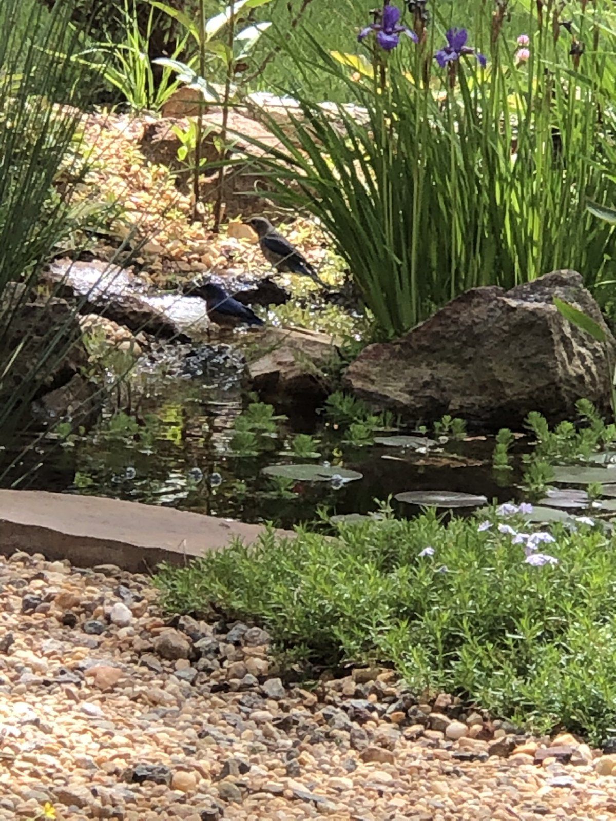 Blue Birds Having a Bath