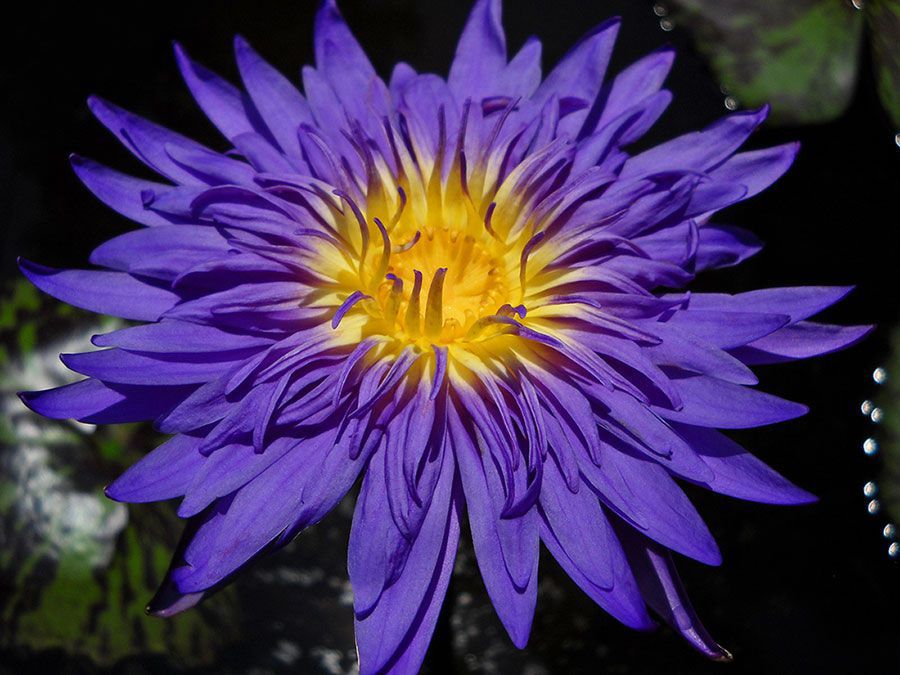 Blue tropical waterlily