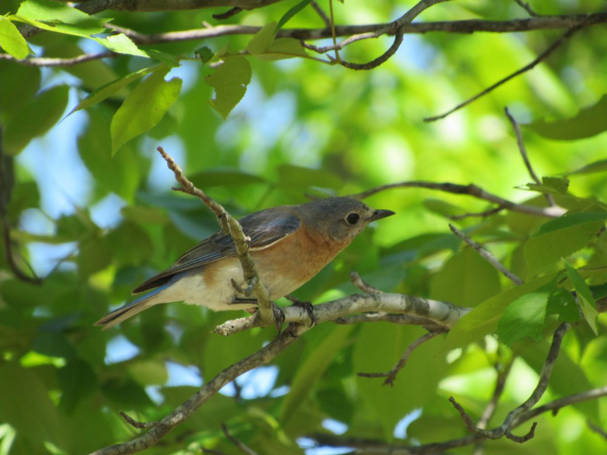 BlueBird