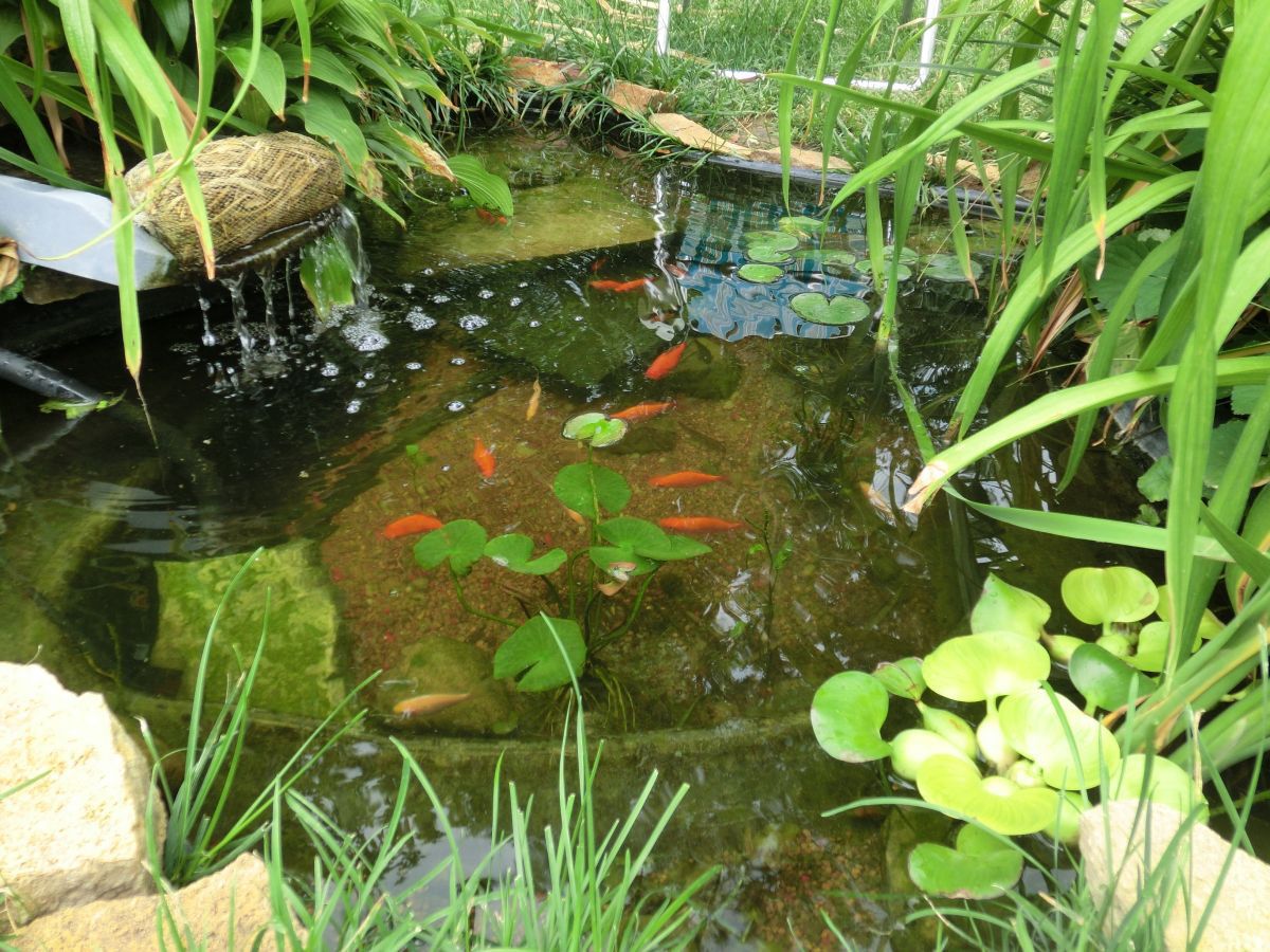 Buck Goldfish Pond
