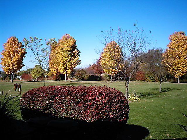 burning bush and sugars maples off patio