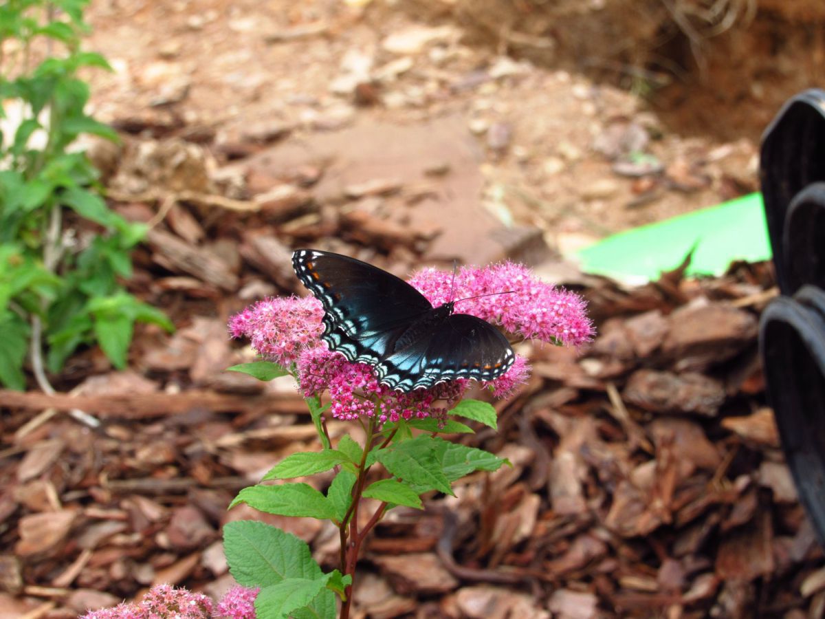 Butterfly on Spirea 2