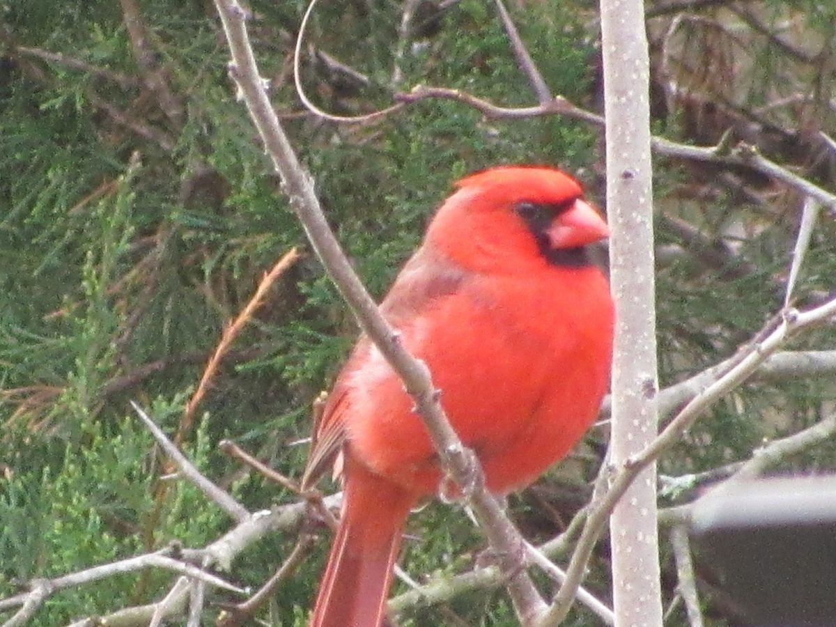 Cardinal