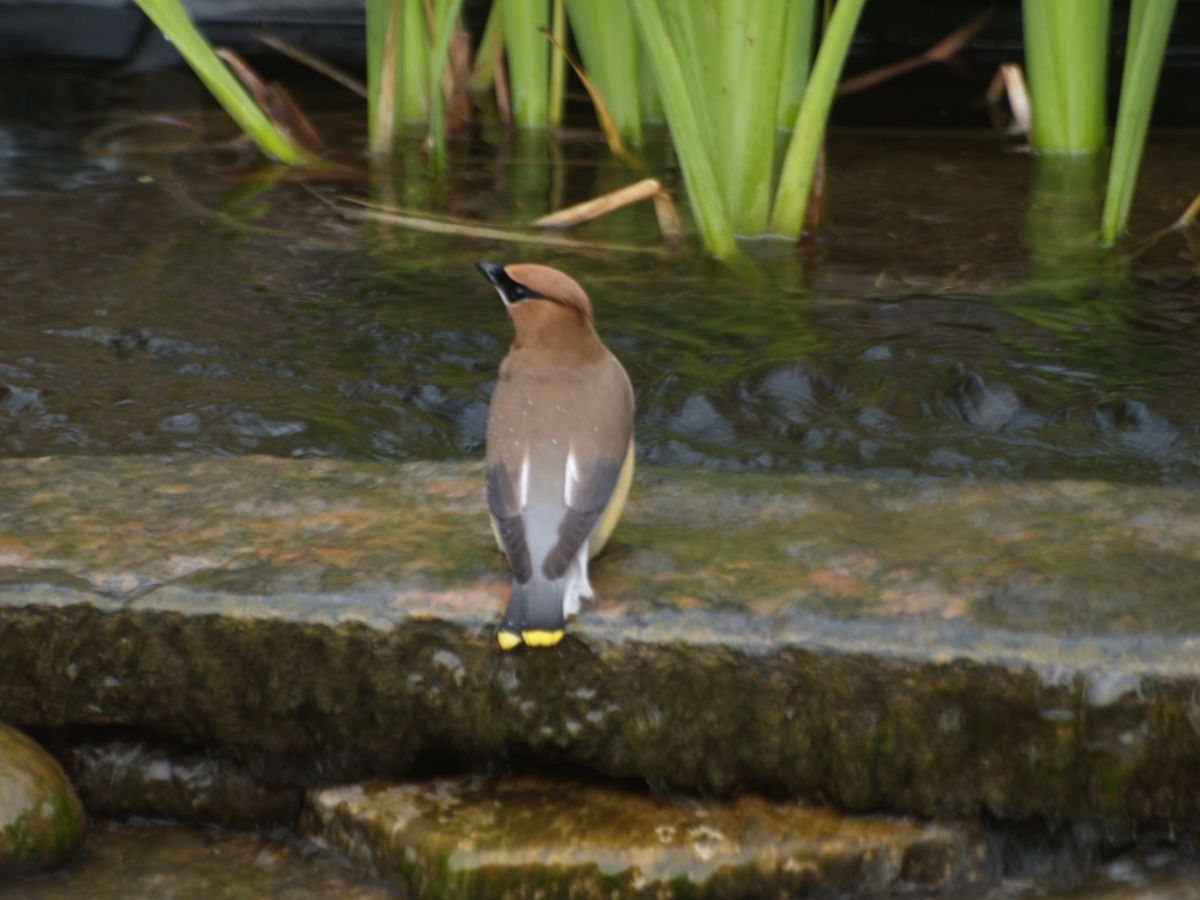 Cedar Wax wing