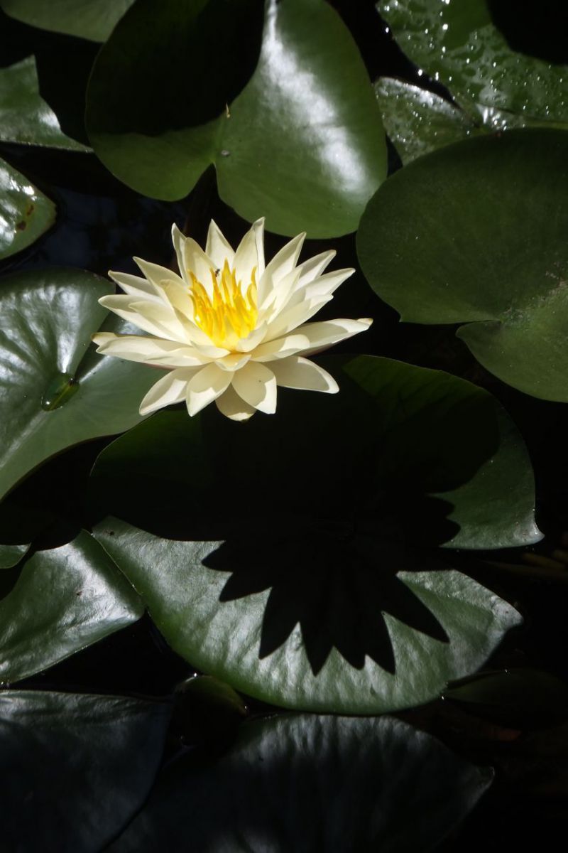 charlene strawn water lily
