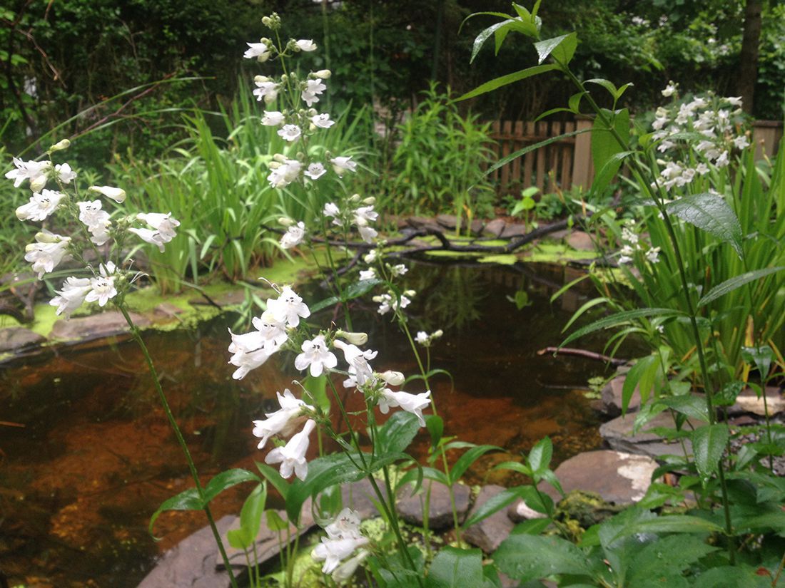 common boneset on pond border