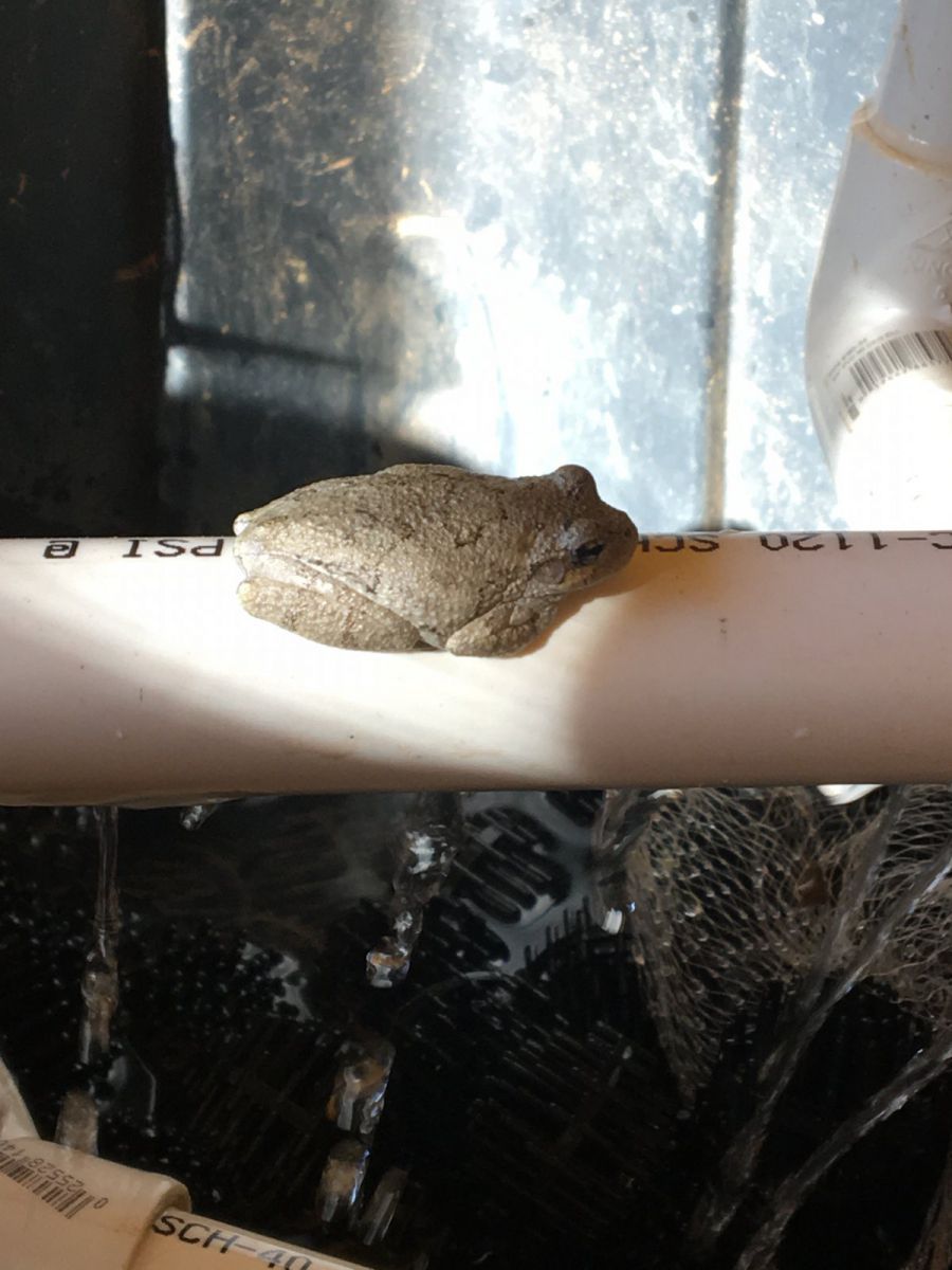 Copes Tree Frog