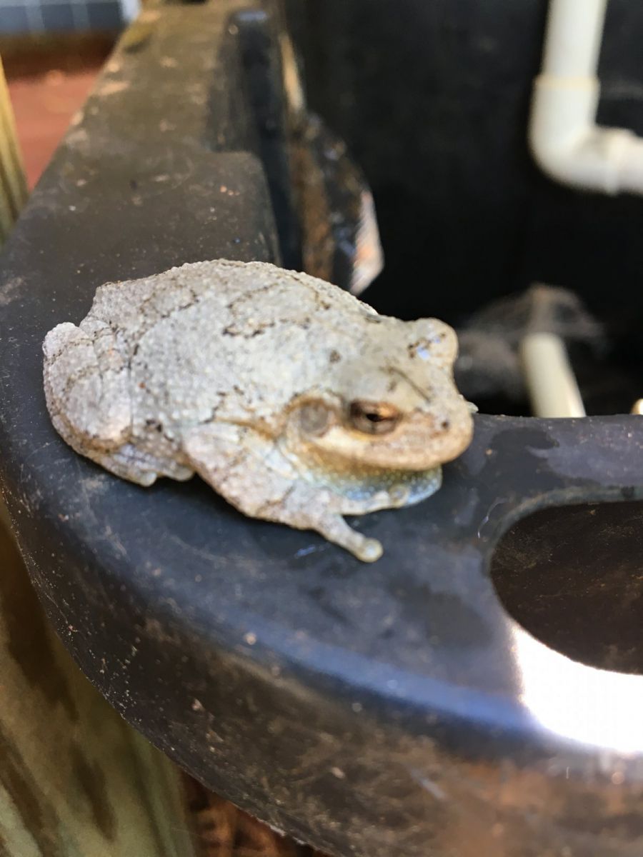 Copes Tree Frog