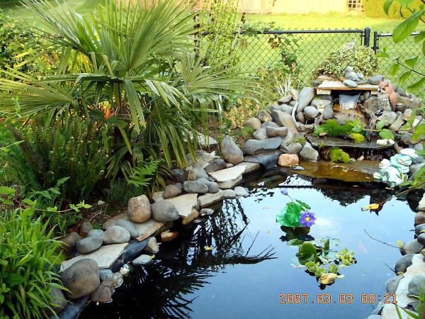 Copy of IMAG0015 Summer 2009 befor adding aquatic plants.