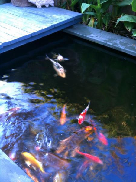 Current pic of Koi 7.2011