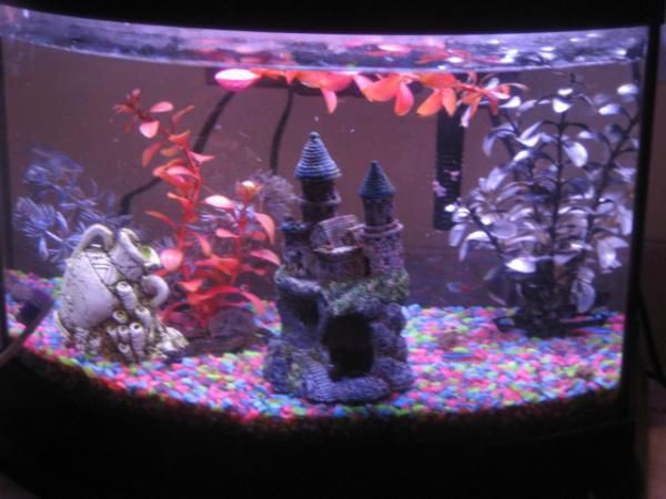 Daughters 16gal