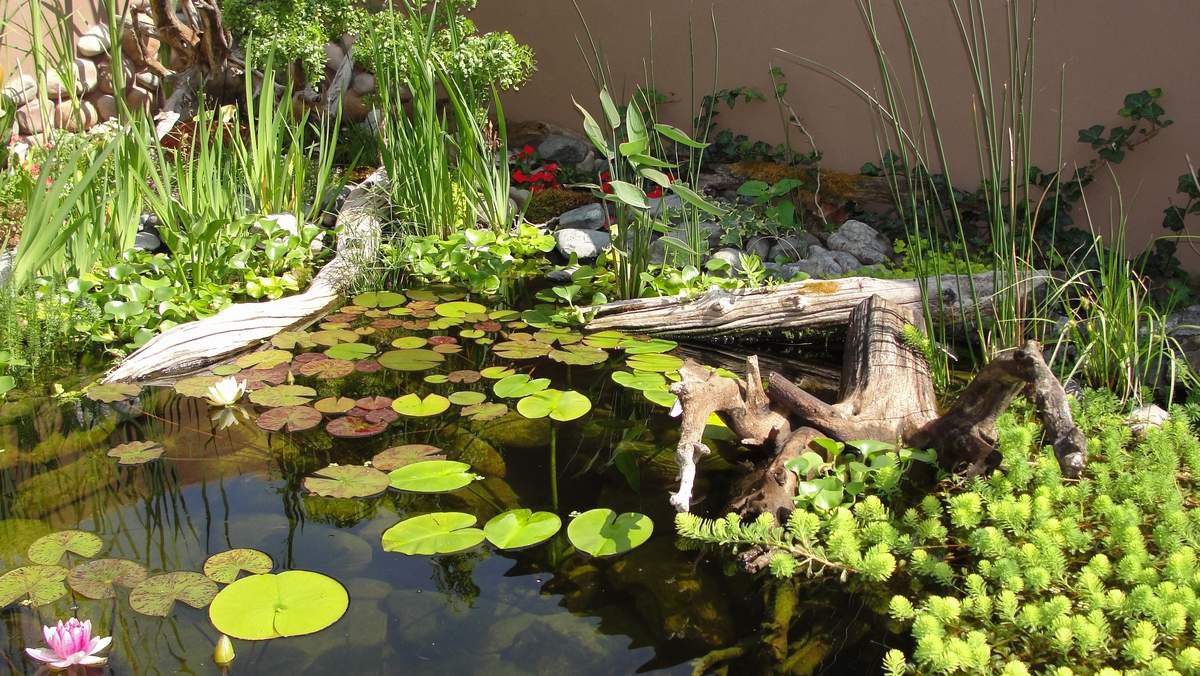 67 cool backyard pond design ideas - digsdigs