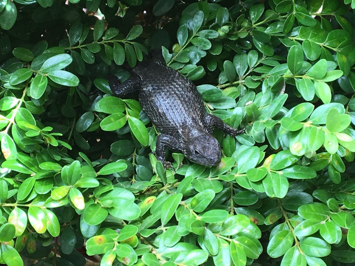 Eastern Fence Lizard