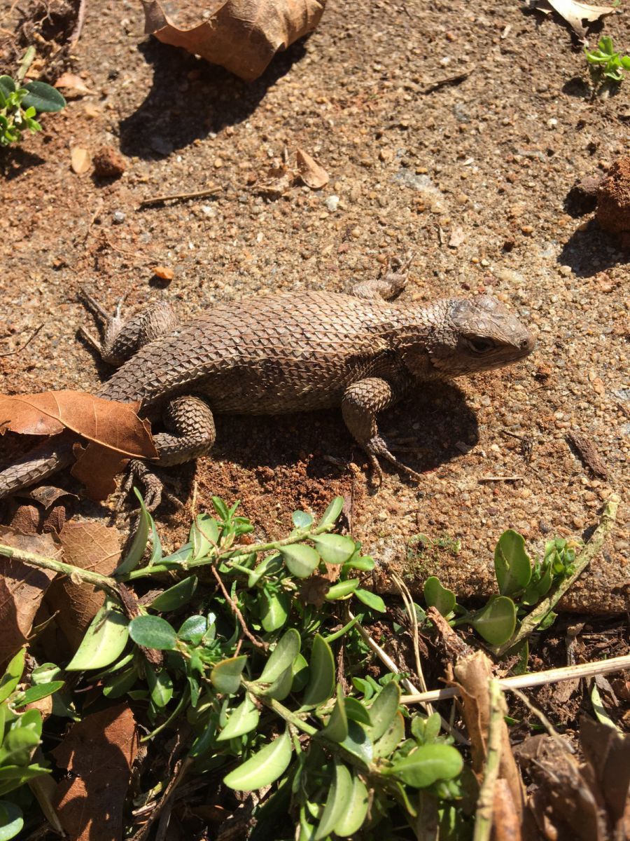 Eastern Fence Lizard