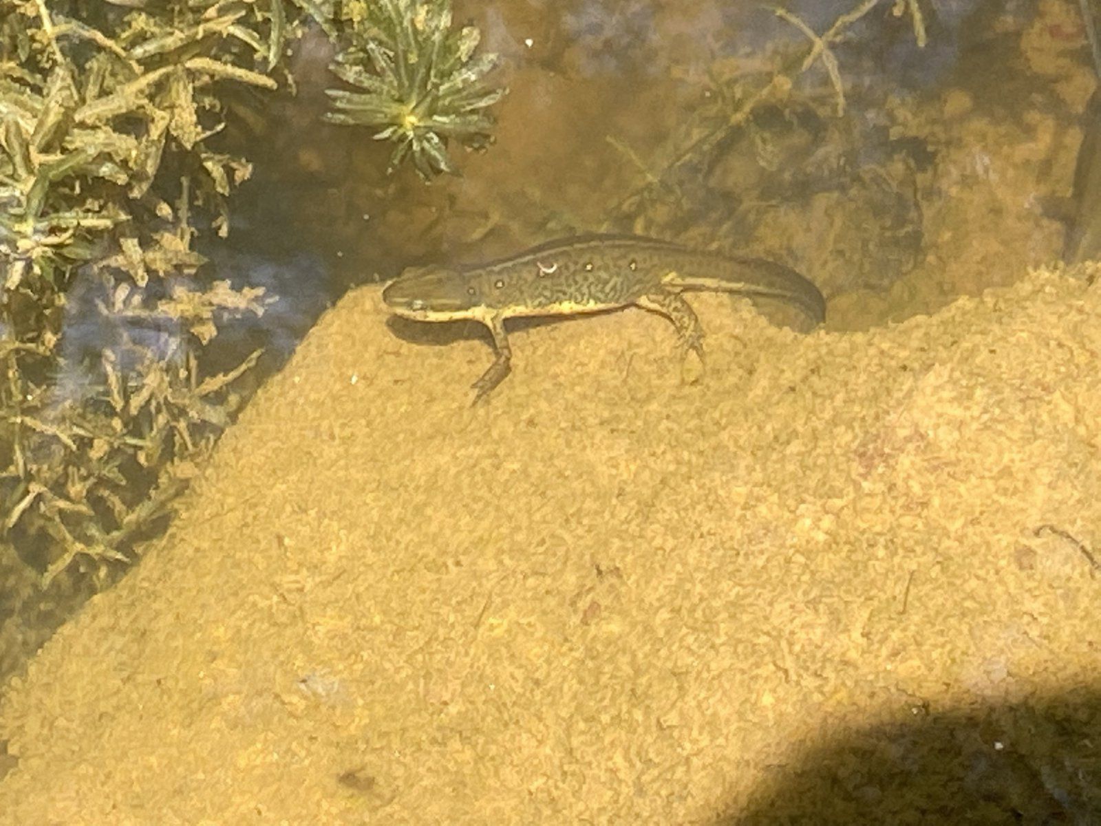 Eastern Newt