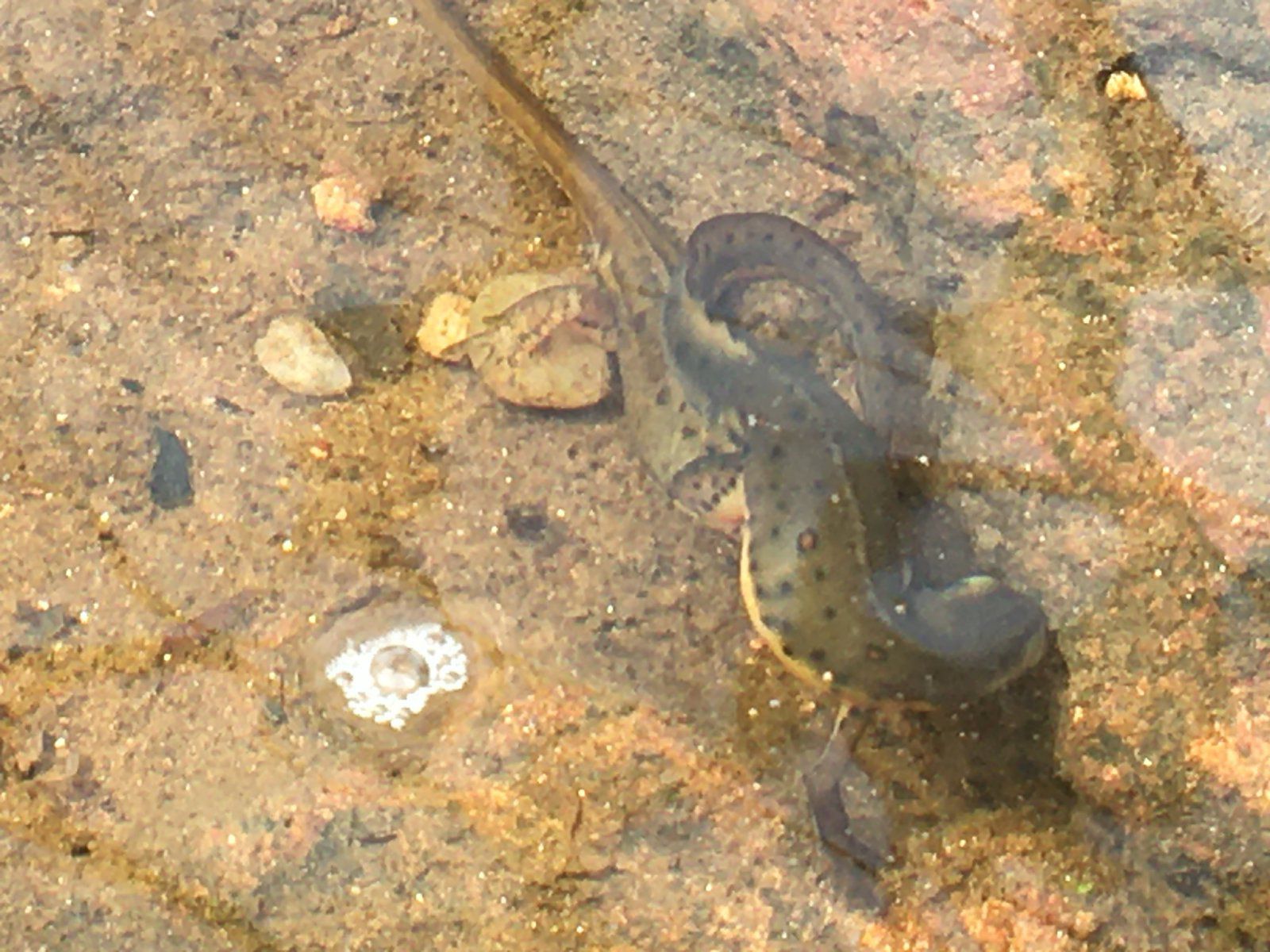 Eastern newts mating
