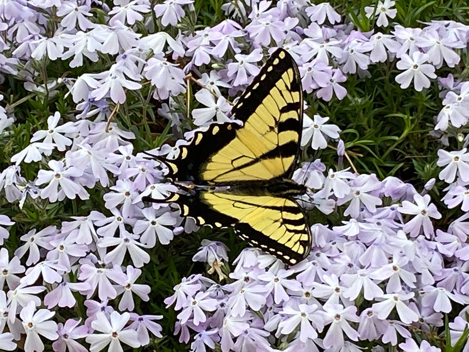 Eastern Tiger Swallowtail