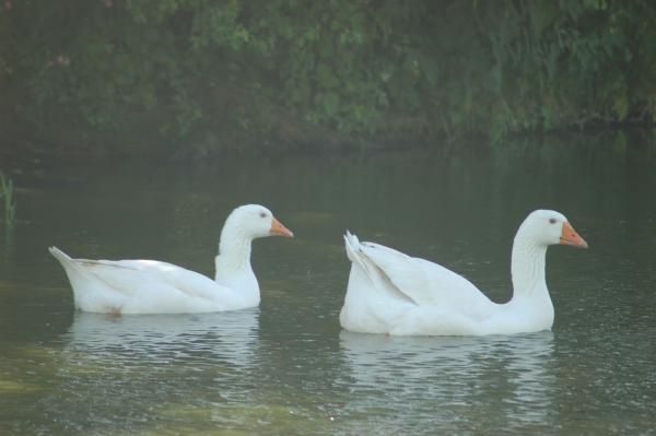 Edgar and Tracey have lived on the pond for ten years