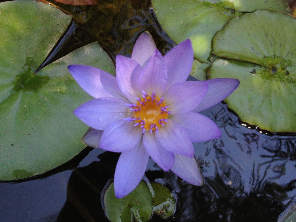 egyptian blue Lotus