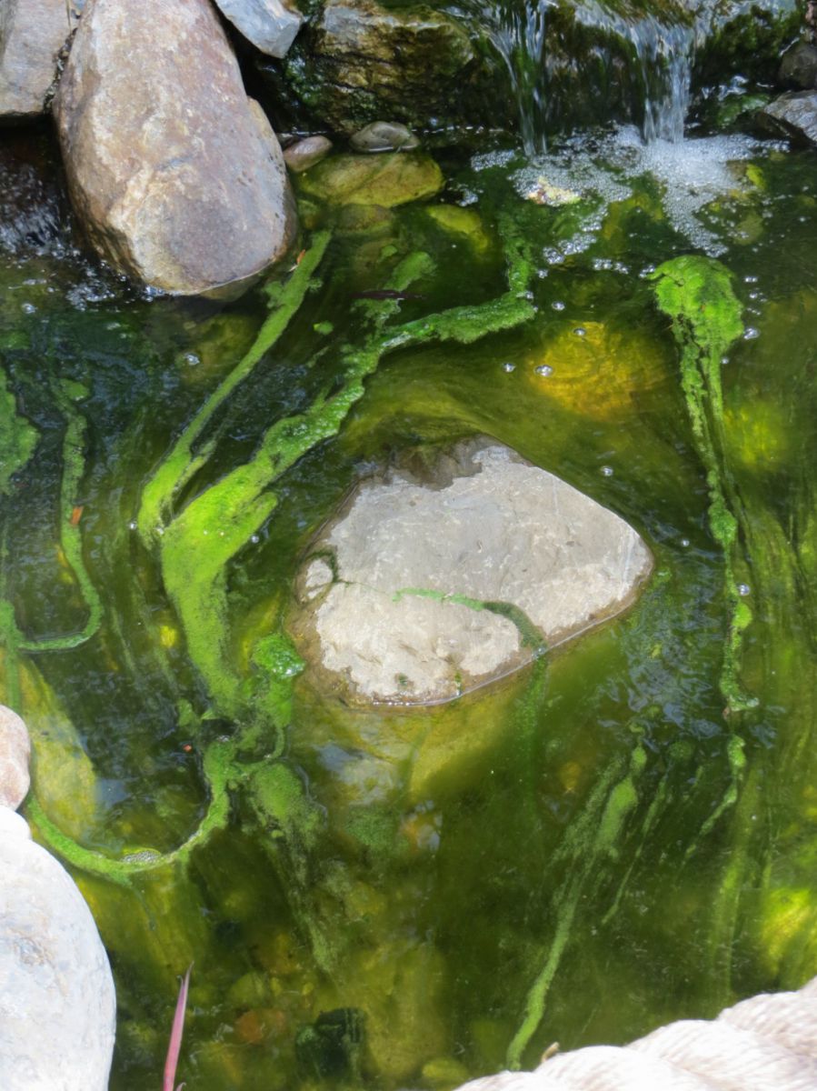 fil algae