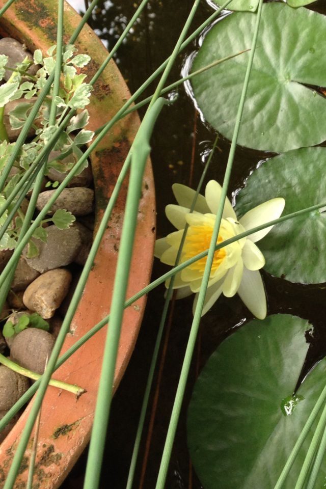 First blooms from my lilies