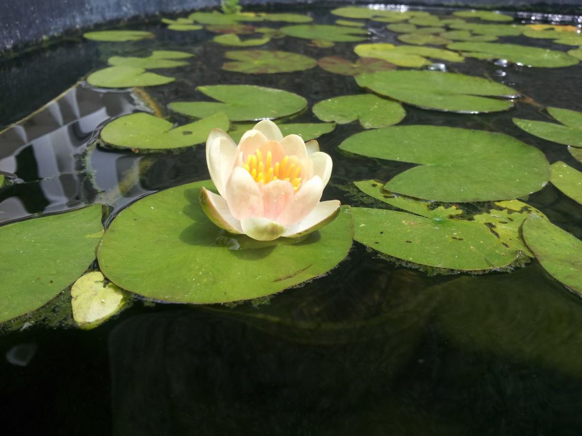 First Lily Bloom