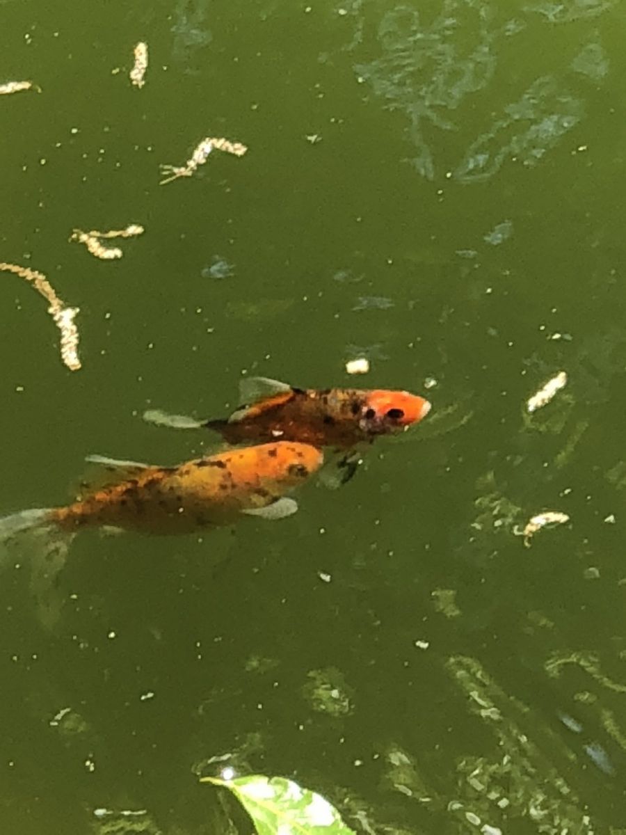 Fish 4/28/18