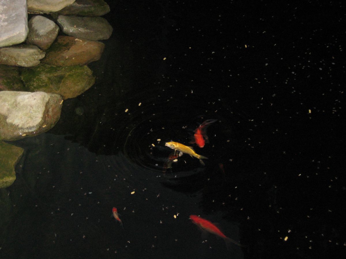 Fish feeding