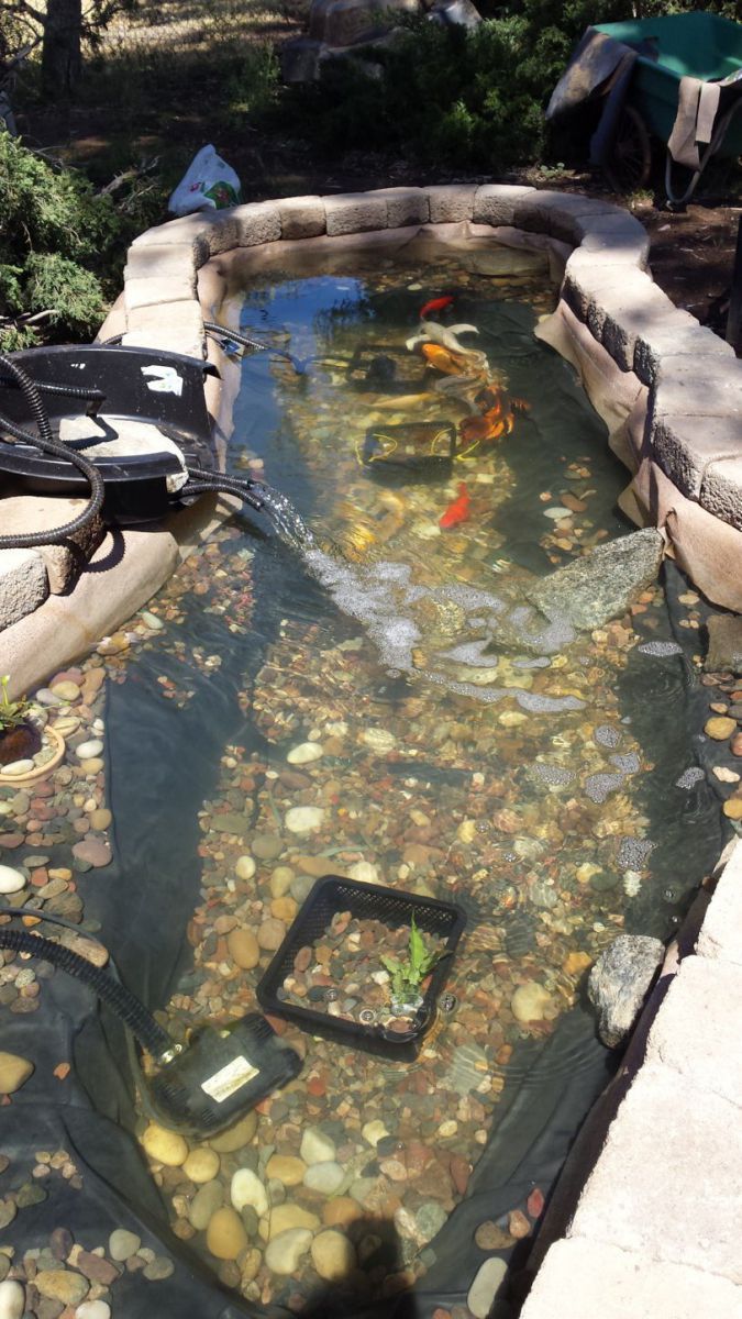 fish in pond