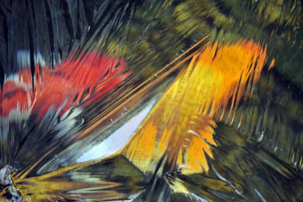 Fish under ice