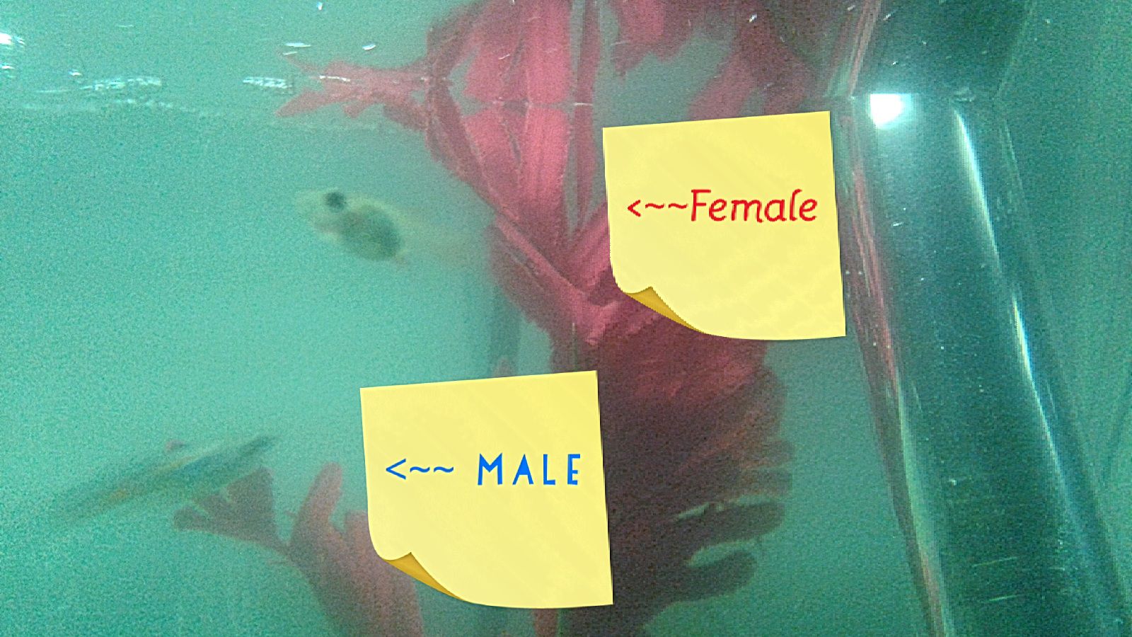 Fish