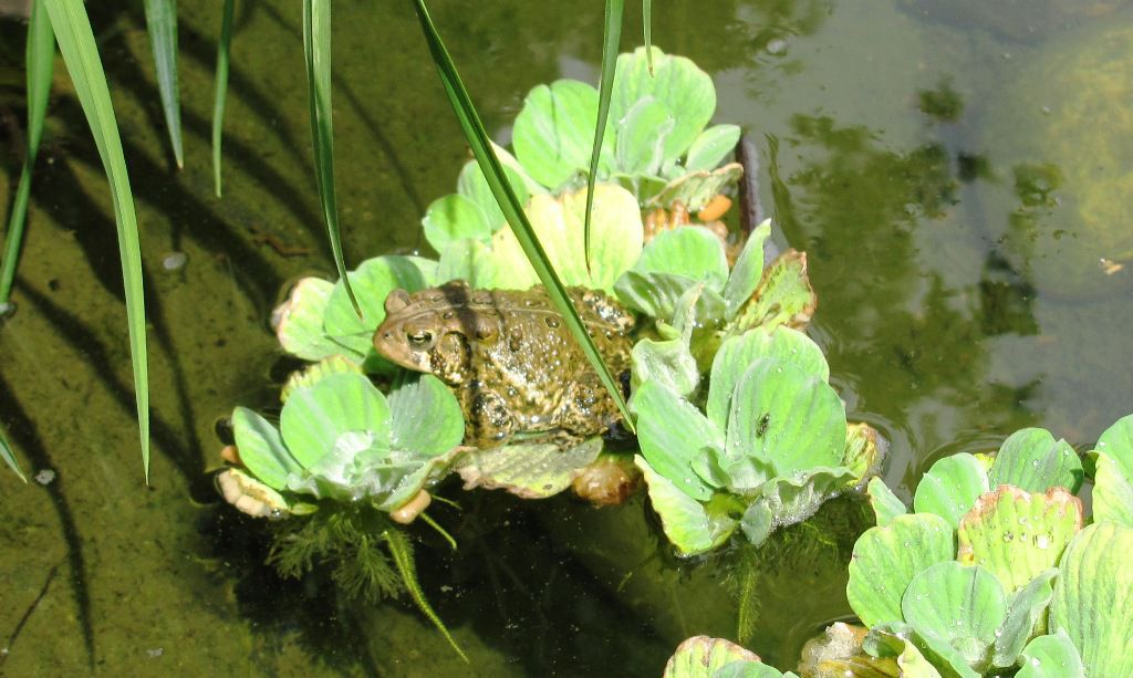 Floating frog