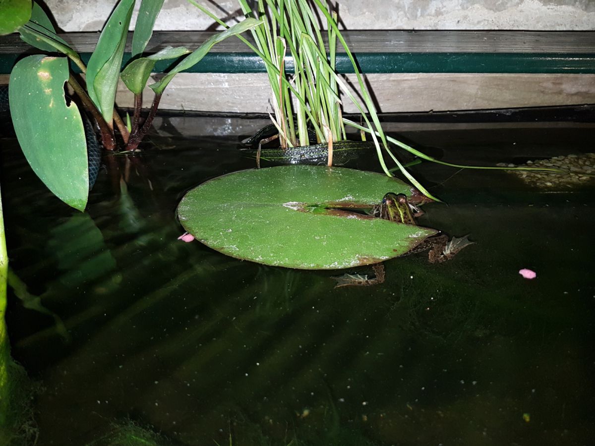 Frog hugging a lily petal