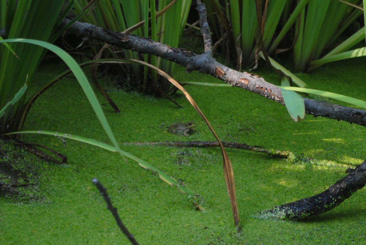 Frog in pond