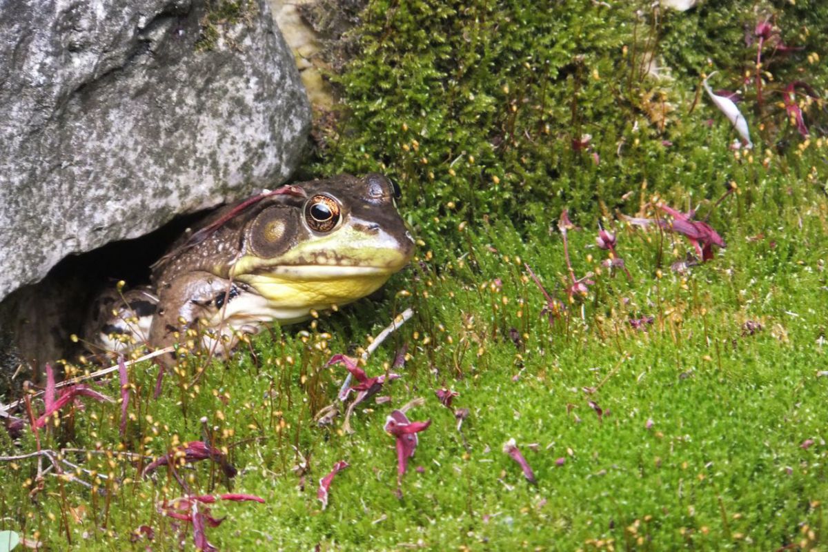 frog