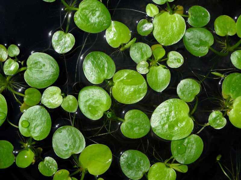 Frogbit