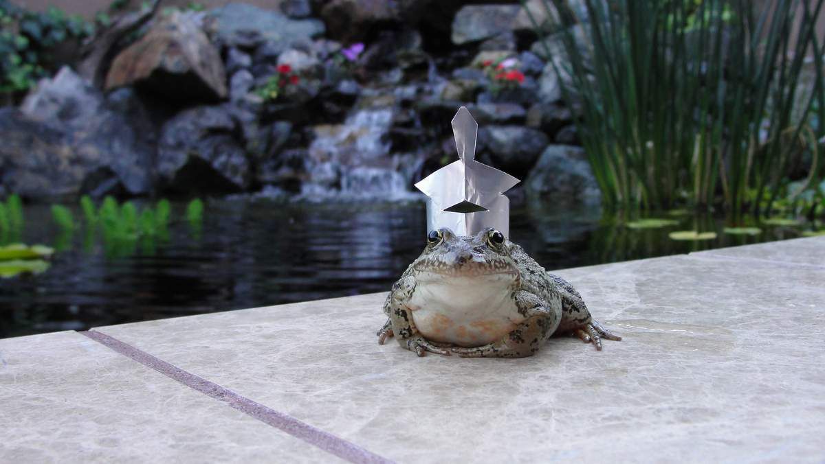 frogcrown