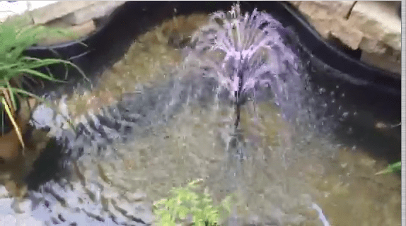 Front small pond