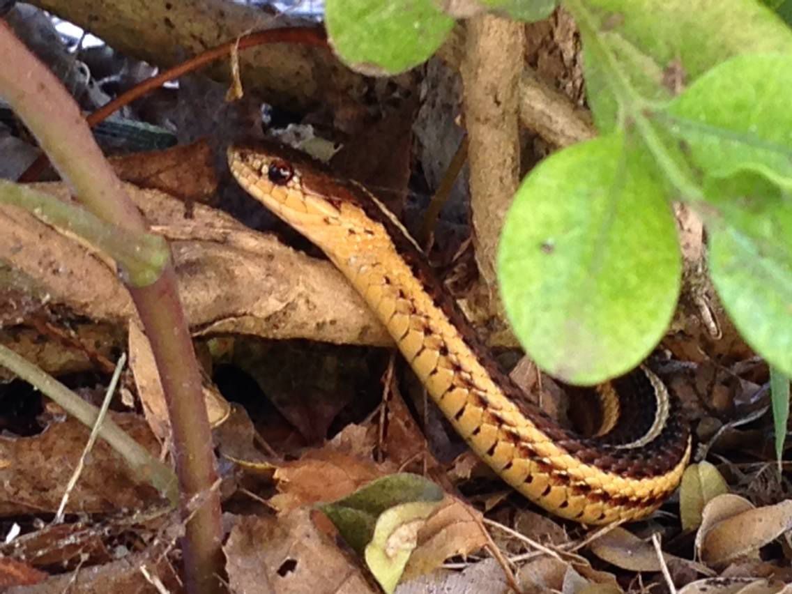 Garter Snake