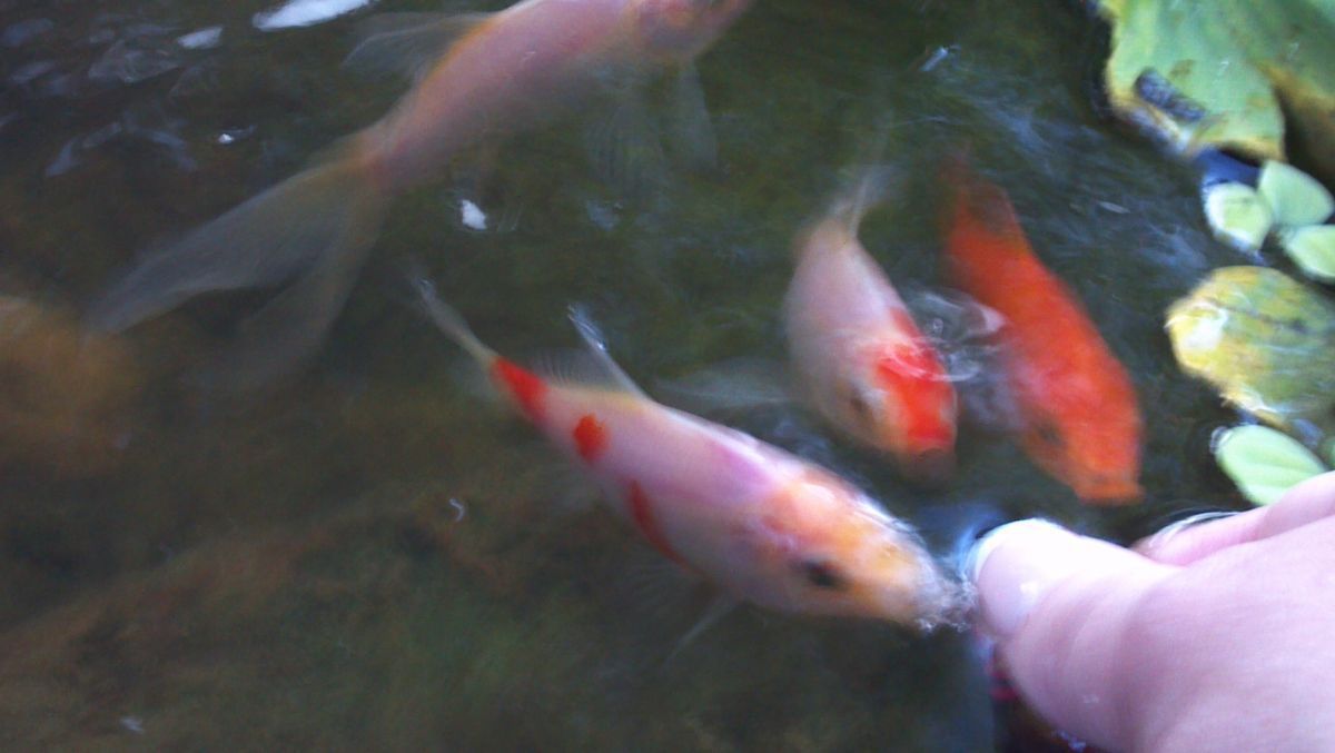 Goldfish feeding 1