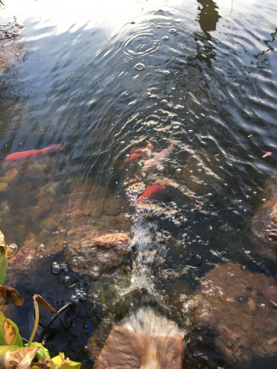 Goldfish Swimming