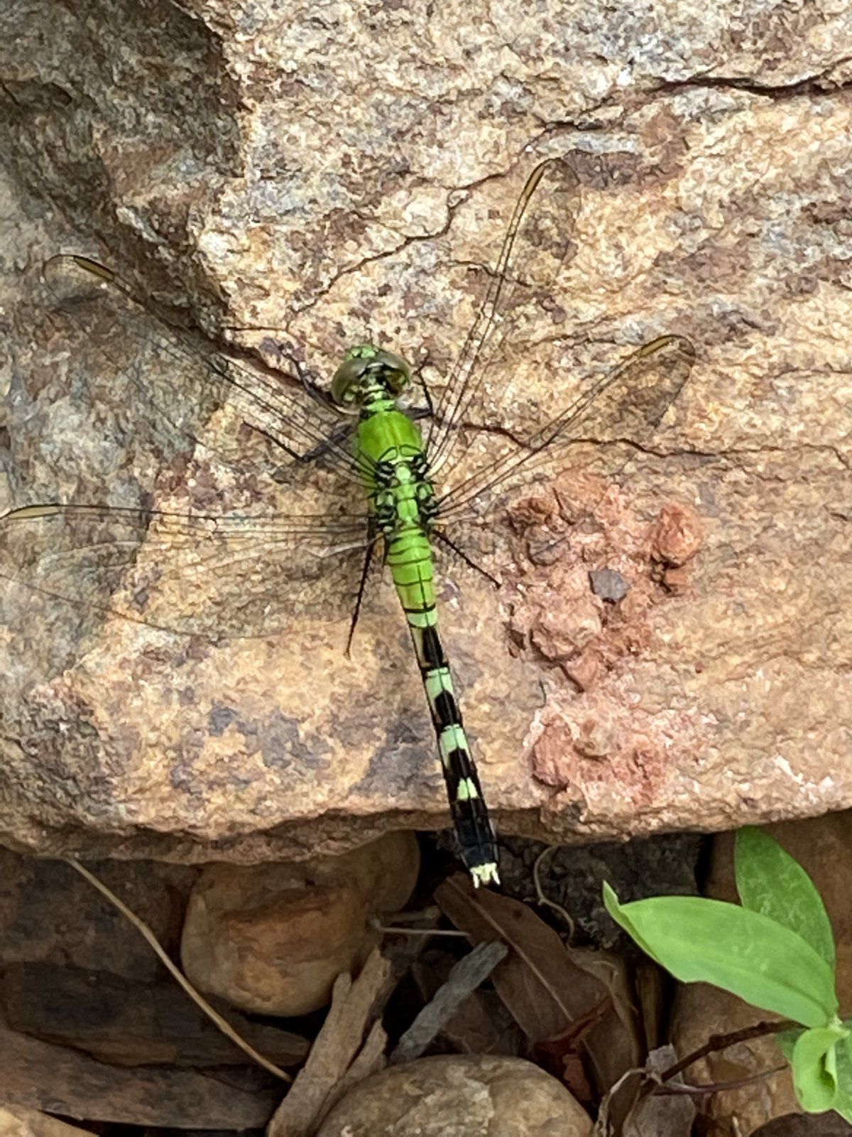Green Dragonfly-female pondhawk.