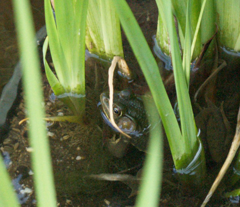 Green frog