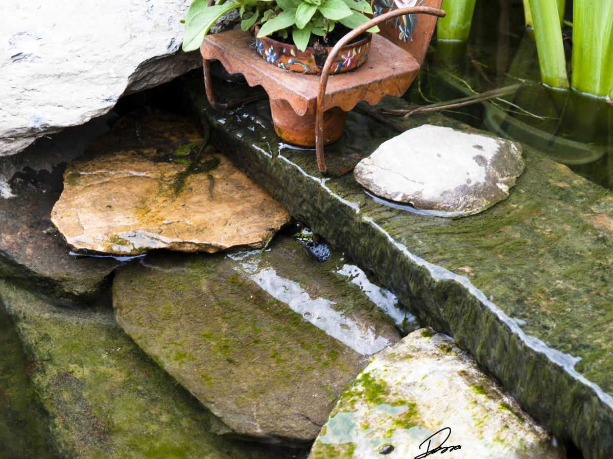 Hide and go seek frog