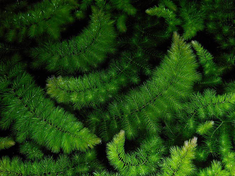 Hornwort