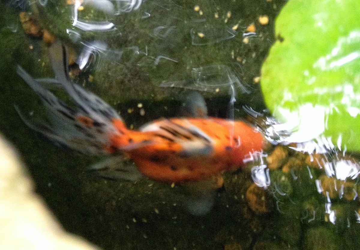 In the small pond; my calico fancytail