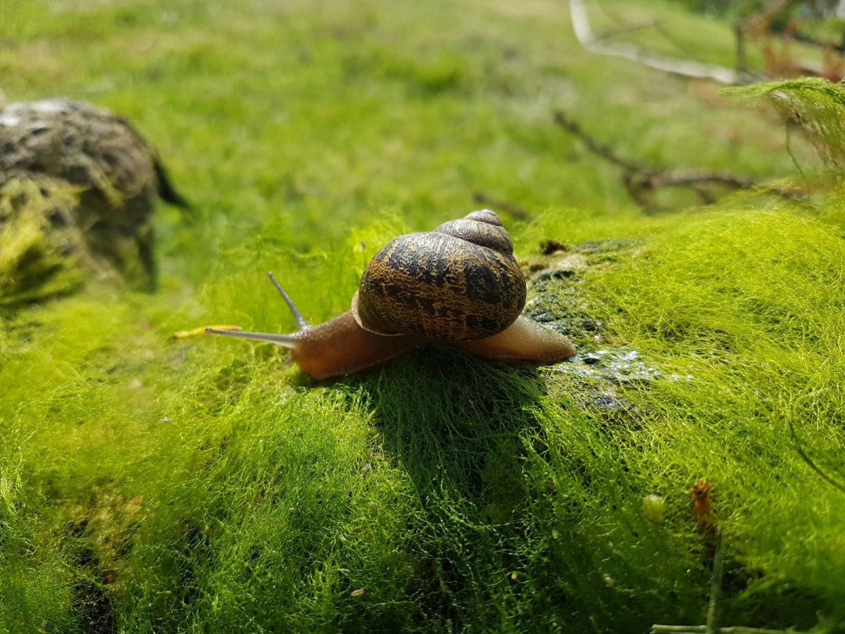 Interloping Snail