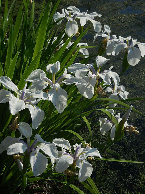 Iris laevigata Snowdrift