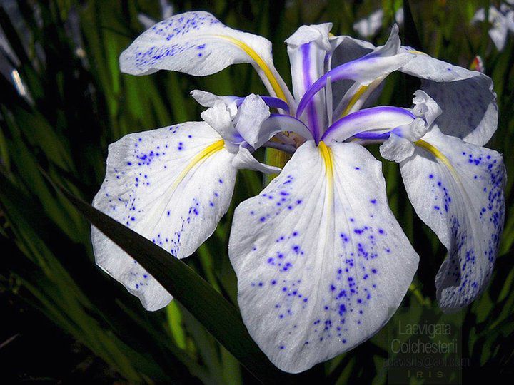 Iris laevigata