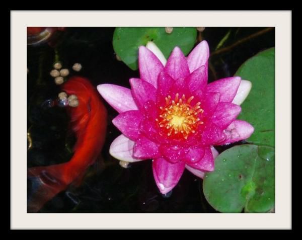 Is this a water lily? or a lotus? What is the difference?